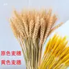 Decorações Agrícolas, Espigas de Trigo, Flores Secas, Espigas de Arroz, Sorgo, Painço, Caules de Gergelim, Galhos Secos, Buquês de Flores, Arranjos Florais, Adereços para Festa da Colheita