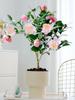 Planta de camelia Xiangfei en maceta con brotes, flor roja de cinco colores, fácil de cultivar en interiores y que florece en todas las estaciones.