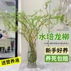 Plantas Hidropônicas com Galhos Frescos de Salgueiro Dragão São Fáceis de Cultivar em Ambientes Internos, Plantas Verdes, Sala de Estar, Salgueiro Nevado, Bambu Rico, Vasos de Flores Cultivados em Água
