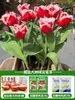 Tulipanes Hidropónicos al por Mayor 5 Grados Bulbos Grandes Resistentes al Frío para Invierno Interior/Exterior Fáciles de Cultivar para Principiantes Flores en Maceta Plantas