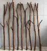 Ramas de Árbol Seco Tienda de Ropa Barra Colgante Color Retro Decoración de Partición Material de Manualidades DIY Ramas Secas de Techo Palos de Madera
