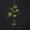 Folhas artificiais de clematis de haste única para decoração de plantas verdes em sala de chá e sala de estar, ornamentos de estilo Zen para casa, flores artificiais atacado