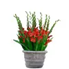 Bulbos de Gladiolo y Flor de Acanthopanax, plántulas de flores en maceta, perenne, resistente al frío, fáciles de cultivar y mantener durante todo el año, bulbos florales con capullos