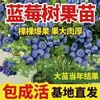 Semillas de Arándano para Plantar en el Norte y Sur, Plantas de Maceta para Balcón, Plantones de Árboles Frutales del Norte, Plantones de Árboles Frutales, Plantas de Arándano en Maceta