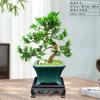 Bonsái Podocarpus Forma Interior Elegante Creativo Plantas en Maceta Fáciles de Cultivar y Mantener Mesa de Café Plantas Verdes Florales de Oficina