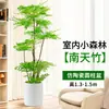 Planta em Vaso Nandina Bambu Árvore Real, Planta Verde Grande para Sala de Estar, Design de Tronco Estilo Antigo, Planta com Folhagem Fácil de Cuidar para Escritório, Absorve Formaldeído