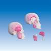 [Modelo de músculo masticatorio] Fabricantes suministran el modelo ZM1039, modelo de músculo masticatorio - Modelo anatómico médico didáctico