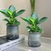 [Compra uno, llévate otro gratis] Planta Verde de Hoja Grande Diamante Dorado Princesa Verde Planta de Interior en Maceta para Oficina, Perenne Todo el Año, Cultivo Hidropónico y en Tierra