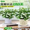 Planta de Jasmim em Vaso para Uso Interno, Repele Mosquitos, Elimina Odores, Sempre Verde para Todas as Estações, Fresca e Fragrante, Planta com Flores Atraentes para Mesa de Casa