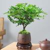 Madera de Pimienta Fragante Maceta Mini Planta Repelente de Mosquitos Flor de Interior Sala de Estar Oficina Escritorio Planta Verde Pequeña Fácil de Mantener