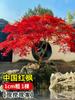 Una generación de arces rojos japoneses jóvenes danza roja de las cuatro estaciones Ji maceta bonsái de pila vieja patio villa sala de plantas verdes