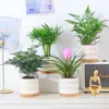 Planta Bonsai Folhagem Verde Interna Árvore da Fortuna Flores de Mesa de Escritório Bambu Cipreste Fácil de Cuidar Pequeno Bonsai Samambaia de Aspargos