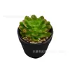 Combinação de Plantas Suculentas em Vaso Decoração de Casa Plantio Verde Janela de Flor Janela de Canto Mesa de Centro Conjunto de Mesa Arte com Flores Pequena Planta em Vaso