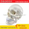 Crânio Artificial 1:1 Natural Grande Crânio Espécime Crânio Esqueleto Anatomia Crânio Artificial Modelo de Crânio Padrão