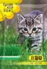 Semillas de Hierba para Gatitos Siembra Hidropónica Hierba para Gatos Gato Perezoso Semillas de Pasto de Centeno Nutrición Siembra Todo el Año Semillas de Hierba para Gatos