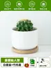 Ciudad sin Noche Planta de Aloe Vera en Maceta Planta Verde Purificadora de Aire de Interior Suculenta para Escritorio de Oficina Flor de Cuatro Estaciones Cactus Plántula de Aloe Vera