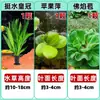 Cuenco de Loto de una Hoja Flor Acuática de Loto Planta Hidropónica Balcón Interior Floración Cuatro Estaciones Acuario con Maceta Loto Flotante