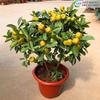 Mudas de kumquat das quatro estações em vaso com frutas para sala de estar, plantas que trazem riqueza e tesouro, flores de interior, plantas verdes, vaso pequeno de laranja