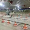 Equipamento totalmente automático para criação de frangos em piso com linhas de ração e água, equipamento automático de alimentação para frangos de corte, fabricante de equipamento para criação de frangos em piso