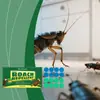 Pegatinas de Cebo para Cucarachas Moonspry Limpia la Cocina y la Sala de Estar para Reducir las Cucarachas y Causar Problemas. Convenientes Pegatinas de Cucarachas para Uso Doméstico