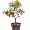 Plantones de Kumquat Miel para Dropshipping para Plantar en Jardines en el Norte y el Sur, Árboles de Naranja de la Fortuna Injertados en Maceta, Plantones de Cítricos