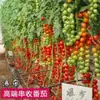 Plántulas de Chiles para Cuatro Estaciones, Chile Cielo Extra Picante, Pimientos de Colores, Pimientos Ligeramente Picantes de Piel Fina, Plántulas de Tomate de Alto Rendimiento, Plántulas de Verduras en Maceta