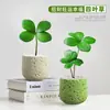 Planta em vaso Árvore de Ferro Mexicana trevo de quatro folhas, planta verde de interior para escritório, flor de humor para mesa de escritório, para creche volta às aulas
