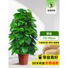 Planta en Maceta de Rábano Verde de Hoja Grande Columna Absorbe Formaldehído, Planta Verde Grande en Interiores para Atraer Riqueza y Prosperidad, Rábano Verde de Oficina, Sala de Estar Es Fácil de Mantener