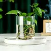 Jarrón Grande de Vidrio Recto al por Mayor Tortuga Bambú Dragón Flores de Sauce Contenedor para Plantas Hidropónicas Adornos para Acuario Estilo Ins