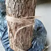 Tabla de madera en lugar de tabla de plantación tabla epífita Phalaenopsis helecho cuerno de ciervo helecho serpiente Dendrobium tabla colgante planta interior Dendrobium abeto