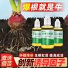Solución de enraizamiento rápido, trasplante de esquejes, enraizamiento, solución nutritiva de agua, universal, fuerte, carnosa, plántula, solución de enraizamiento de dilución libre.