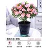 Dropshipping Azalea Planta en Maceta de Flor Doble Floración Interior Todo el Año con Capullos Grandes y Fácil de Cultivar