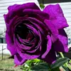 Dropshipping Sucos Varanda Mudas de Rosa Rosas Florindo Flores em Vasos Plantas Trepadeiras Cipós Rosa Plantas Verdes