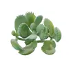 Mini Planta Suculenta Artificial Única Suculenta Falsa Flor Artificial Adorno de Micro Paisaje Oficina Planta Verde Real Artificial Alto