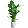 Ave del Paraíso Planta Verde Planta en Maceta Sala de Estar Oficina Interior Fácil de Cuidar Flor Grande Planta Verde Casa Nueva Planta de Hoja Grande Strelitzia
