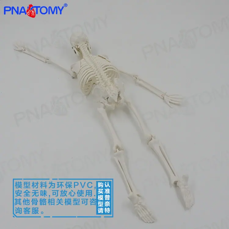 45骨骼03