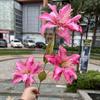 Flores de boda al por mayor 3 Xiyan Lirio Bauhinia Magnolia Lirio salón de bodas Camino flores falsas decorativas