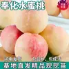 Vivero de Duraznos Fenghua para Dropshipping, Melón Cantalupo Lakeview, Siembra en Suelo del Norte y Sur, Siembra en Maceta, Plántulas de Durazno Injertadas