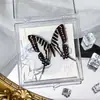 Foto de Espécime de Borboleta Real Porta-Retrato Caixa Transparente Ornamentos Estéreo Presente Ensino de Jardim de Infância Criativo Artesanal Adereços para Fotos