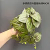 Plantas Verdes Artificiales para Decoración de Paredes Interiores, Plantas Artificiales Pequeñas, Hojas Artificiales de Calathea, Materiales para Fondo de Plantas Colgantes de Pared