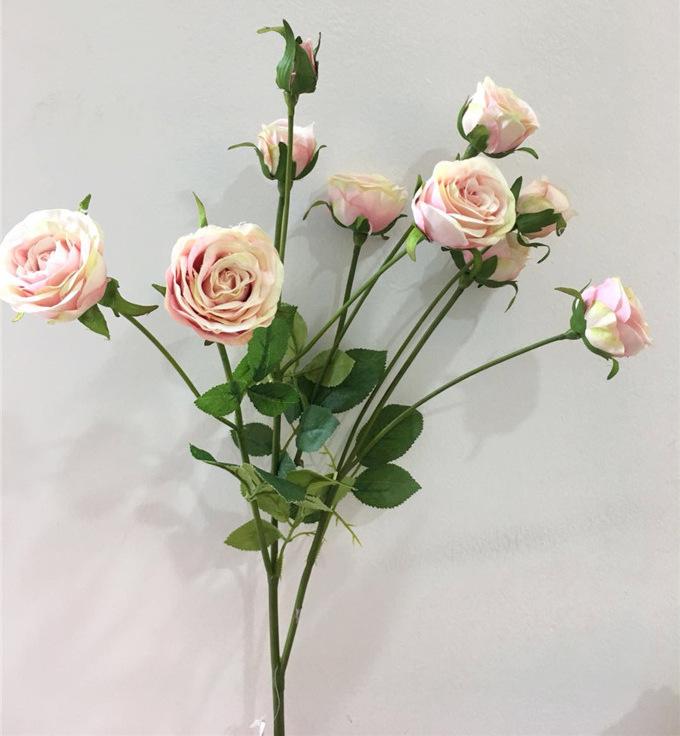 骑士抹月玫瑰 (5)