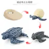 Juguete modelo de animal pequeño simulación ciclo de vida crecimiento rana tortuga pollo Montessori material didáctico preescolar venta al por mayor