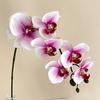 Película 3D Orquídea Tamaño Mediano 7 Cabezas Flor Artificial Decoración de Boda Ramo Decoración del Hogar Flor Artificial Flor Falsa