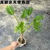 Anjo Pequeno Escama de Dragão Planta em Vaso Musgo Pena de Primavera Bola de Musgo Planta Hidropônica Escritório Planta Verde Interna Purificador de Ar Fácil de Cuidar Pessoa Preguiçosa