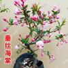 Las Diez Flores Famosas de China Flor de Begonia Maceta Pila Vieja Planta Resistente al Frío Flor Perezosa Fácil de Cultivar Próspera Casa Todo el Año Begonia