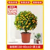 Plántulas de Árbol de Kumquat, Plantas en Maceta, Comestible con Piel Crujiente, Naranjas de Cuatro Estaciones, Flores de Interior y Plantas Verdes para la Sala de Estar, Enviado con Fruta