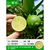 Mudas Pequenas de Limão Laranja Verde de Hainan Mudas de Semente de Limão Kumquat Em Vasos Sala de Estar Interna Varanda Árvore Frutífera Mudas de Frutas o Ano Todo