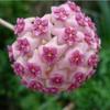 Orquídea Bola Planta Verde en Maceta con Brotes de Flores, Florales de Floración Cuatro Estaciones, Enredaderas Trepadoras de Interior, Hojas Verdes, Plantas de Orquídea Bola de Hoja de Corazón, Rollos de Orquídeas Colgantes
