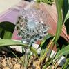 Dispositivo de Riego de Vidrio con Forma de Pájaro, Dispositivo de Riego de Vidrio Borosilicato Alto, Dispositivo de Riego por Goteo de Vidrio, Caja de Regalo de Riego Perezoso para Insertar en la Tierra
