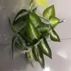 [7 Cabeças de Folhas da Riqueza] Plantas Simuladas e Plantas Verdes Fundo Sala de Estar Varanda Decoração de Parede Flores e Flores Folhas Falsas